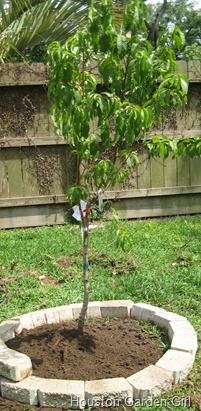 High Quality Images For Fruit Tree Nursery Houston 7android0wall Tk Hd Wallpapers Fruit Tree Nursery Houston